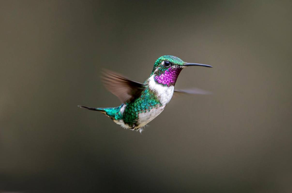 El colibrí es el ave descubierta más entre todas las existentes. Foto Juan Antonio Sánchez Ocampo
