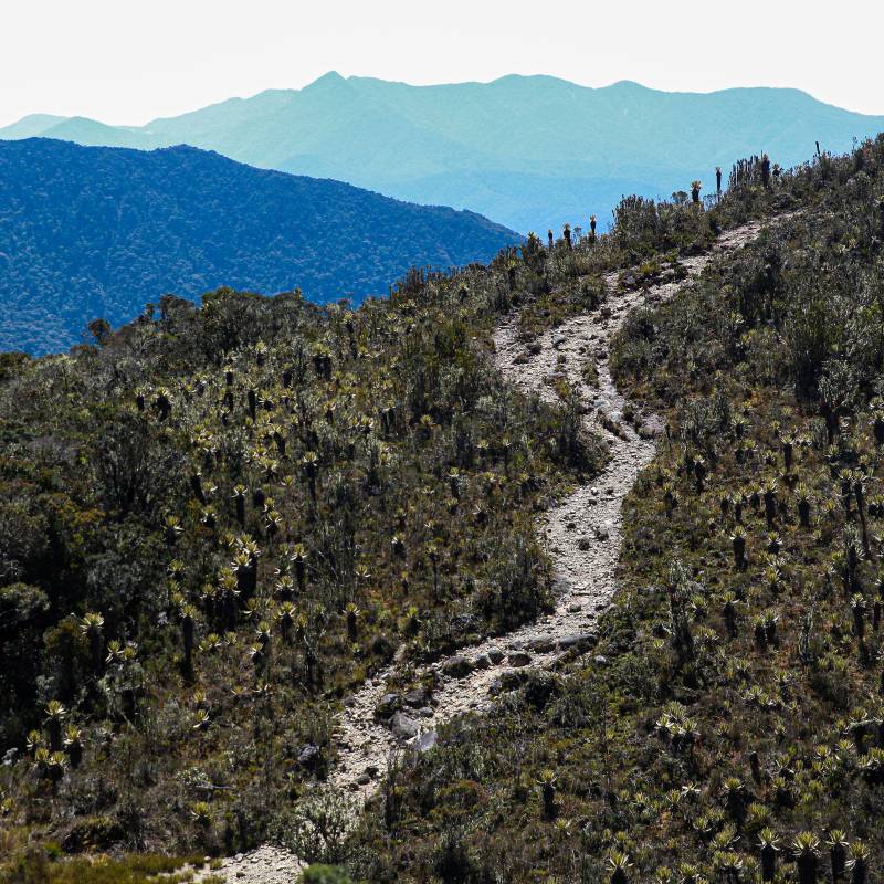 Los tres años de cierre para actividades turísticas permitió la recuperación de las poblaciones de frailejones y otras especies, incluso hay evidencias de mayor presencia del oso andino. FOTO manuel saldarriaga