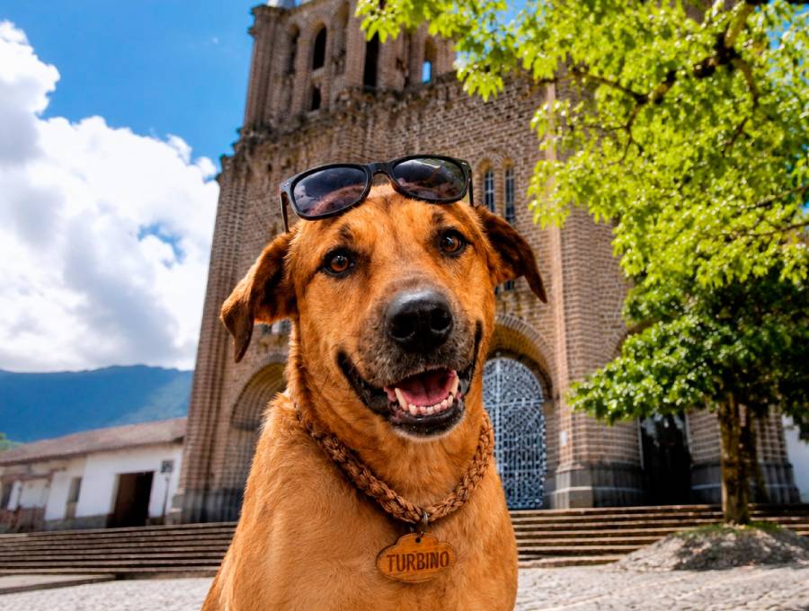Así luce Turbiño, el perro protagonista de la primera serie vertical con IA creada por Teleantioquia. FOTO Cortesía