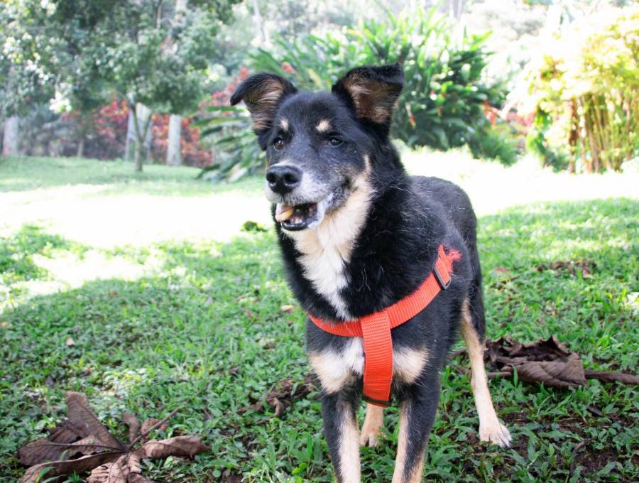 Este es uno de los perritos geriátricos del refugio La Perla, que busca un nuevo hogar. FOTO: Cortesía