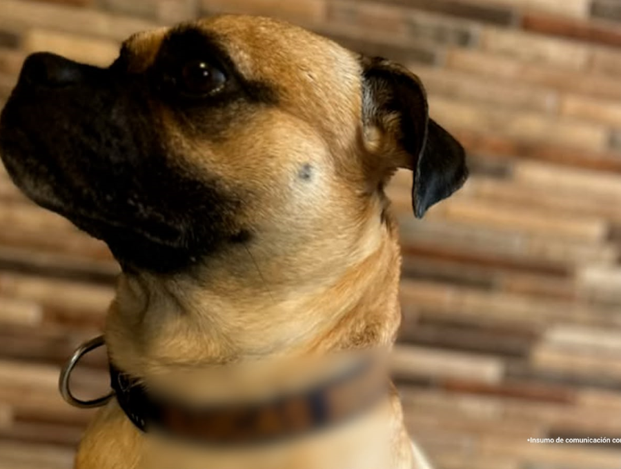 Según la Fiscalía, Edgar Alexander Montañez sometió de manera reiterada al perro, Lucas a golpes y otras conductas violentas que le ocasionaron lesiones, sufrimiento y afectaciones acreditadas mediante peritajes veterinarios. Entre las razones de la agresión está la de vengarse se su pareja sentimental. Foto Cortesía