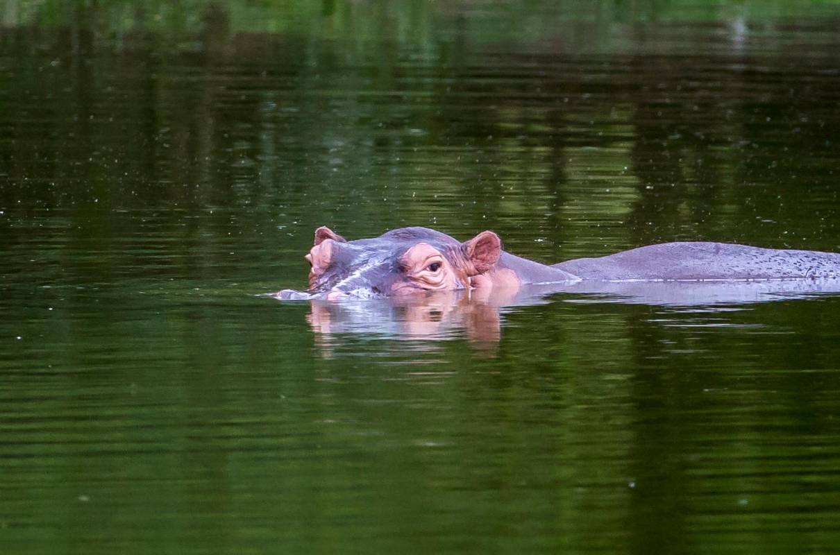 Solo viven en las regiones de África. Fue introducido en Antioquia en la década de los 80. Foto: Juan Antonio Sánchez 