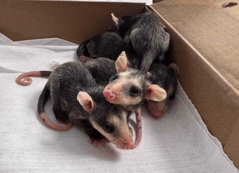 Unos gazapos –crías de zarigüeya– que fueron rescatados. Estos deberán aprender a valerse sin su madre. FOTO: Cortesía.