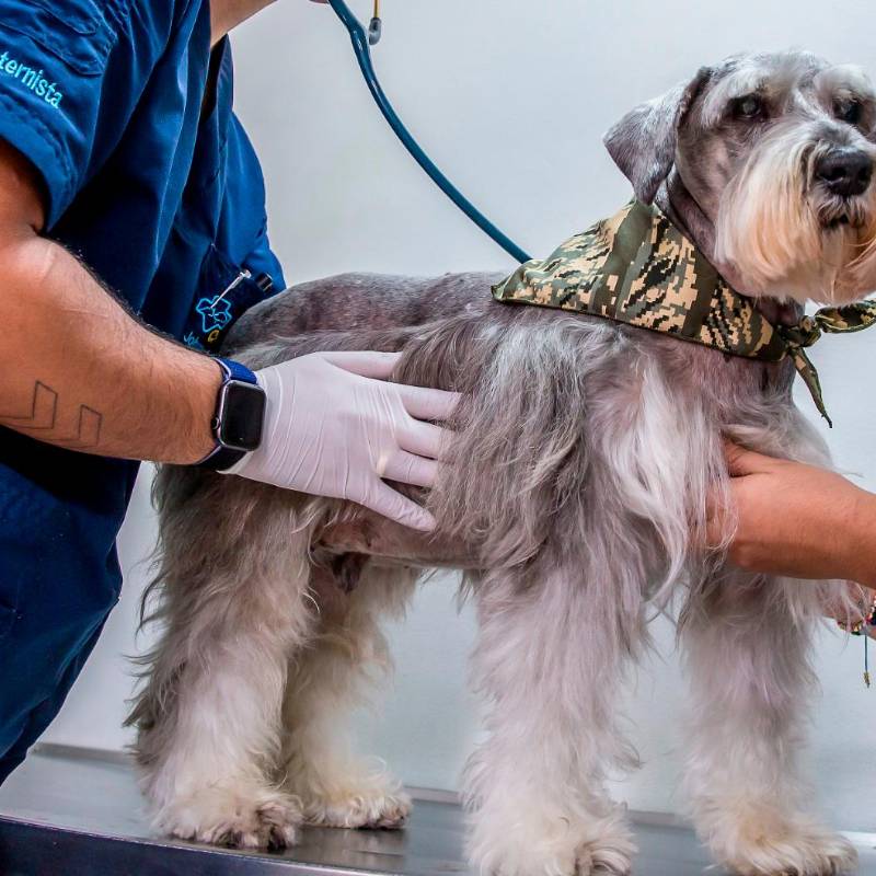 Perros y gatos en condición de abandono son los principales afectados por el retraso en la reglamentación de la Ley Esterilizar Salva. FOTO Juan Antonio Sánchez