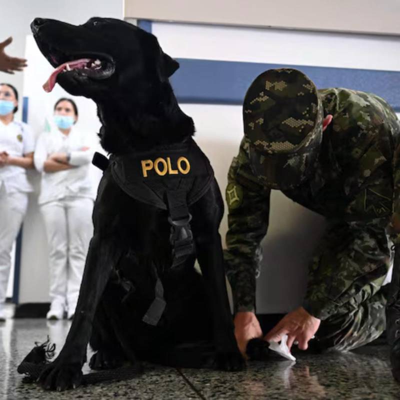 Polo, uno de los perros que ayuda en el Hospital Militar Central. FOTO: AFP