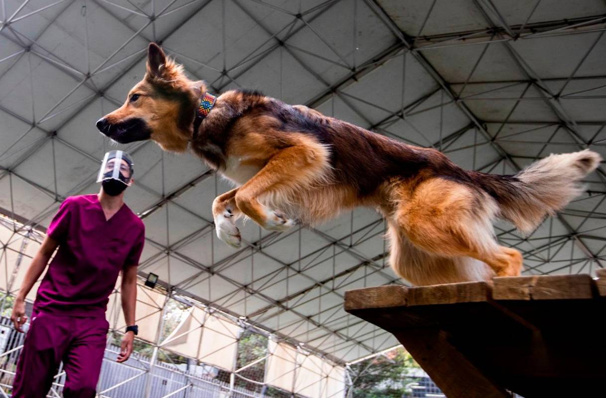 Con una inversión de 139 millones, la Secretaría de Medio Ambiente logró disponer y cuidar de los perros en el Centro de Bienestar la Perla, los cuales son adiestrados para estas terapias. Fotos: Manuel Saldarriaga