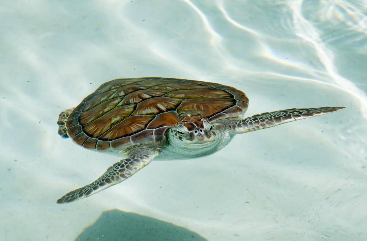 Las tortugas también tienen su espacio. FOTO: Jaime Pérez