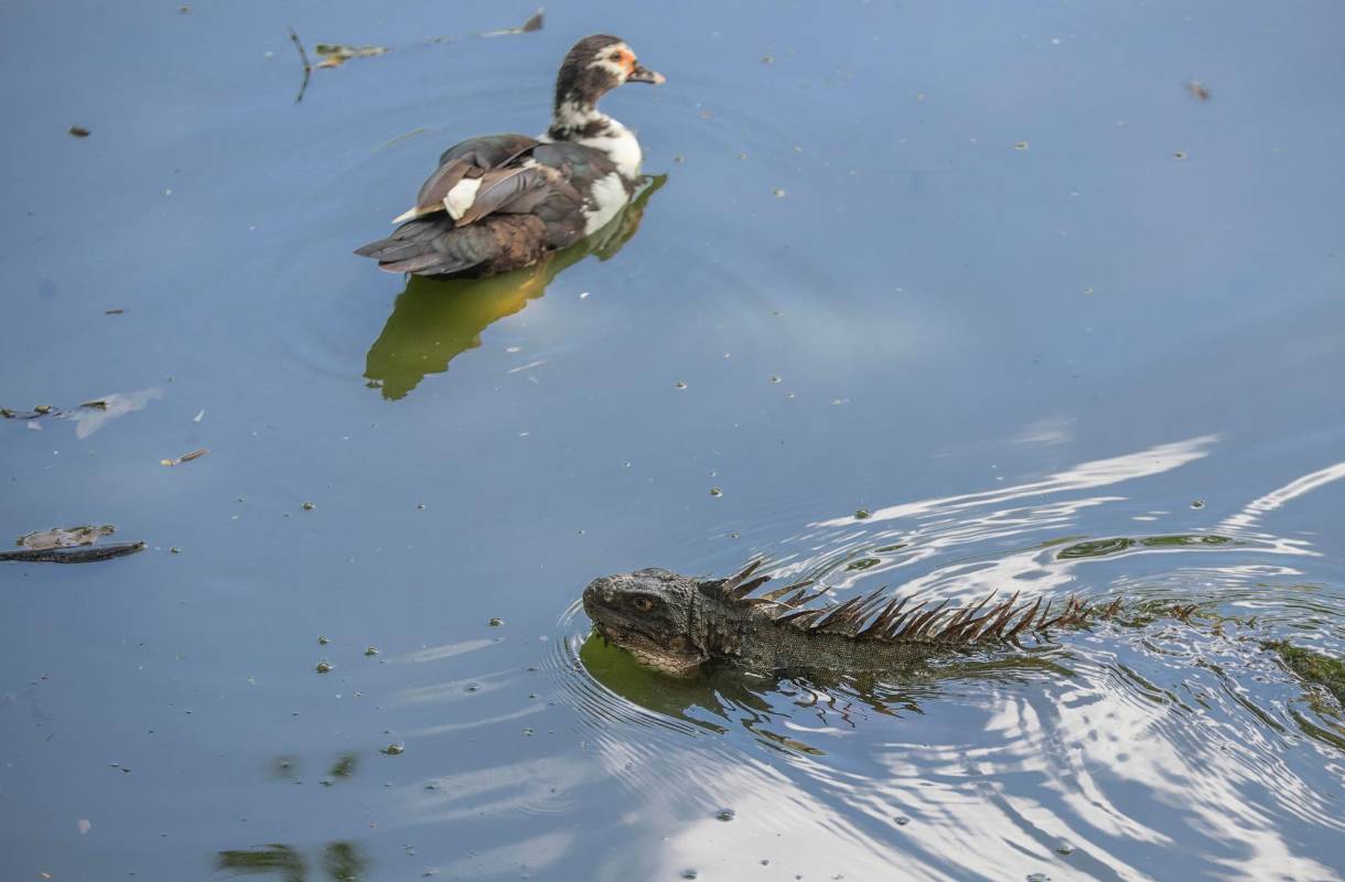 Patos, iguanas, tortugas entre otros, están la vista de los visitantes. Foto: Manuel Saldarriaga Quintero.