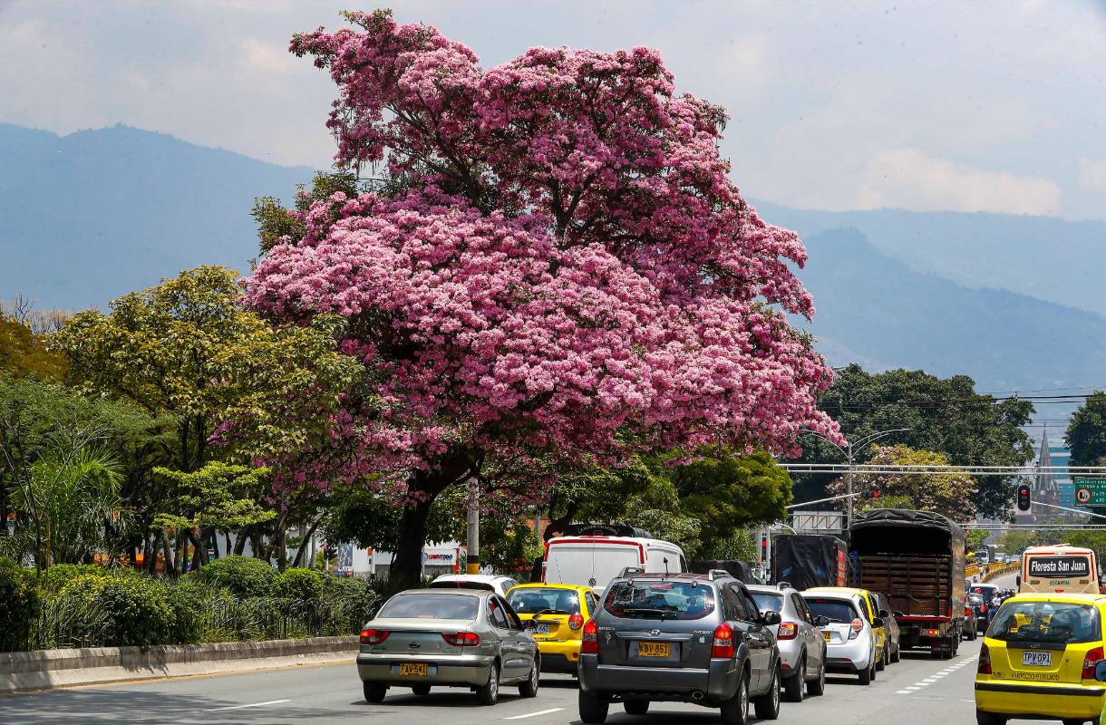 El guayacán tiene sorprendido a los ciudadanos y expertos del tema por lo intensa y viveza de los colores. Foto: Manuel Saldarriaga Quintero.