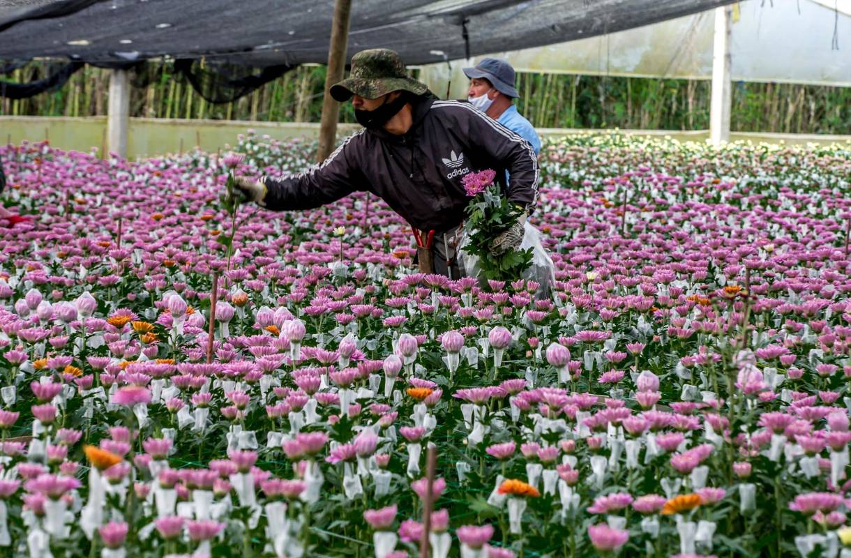 Este renglón de la economía fue golpeado muy fuerte por la pandemia, sin embargo los cultivadores de nuestro país lograron sostener más de 140.000 empleos. Foto Juan Antonio Sánchez Ocampo