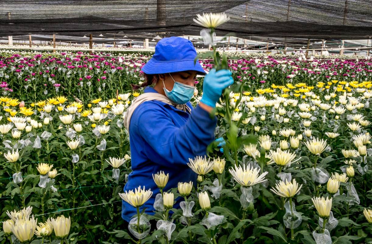 Con flores colombianas el Día de San Valentín se celebró principalmente en Estados Unidos, también recibieron nuestras flores otras naciones como Japón, Canadá e Inglaterra. Foto Juan Antonio Sánchez Ocampo 