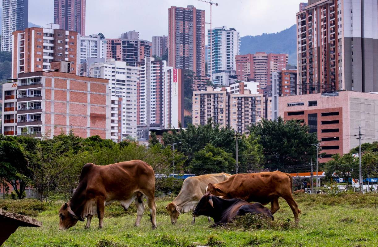 Los animales aprovechan el pasto que aún queda en medio de barrios muy poblados y grandes edificios. FOTO: Jaime Pérez