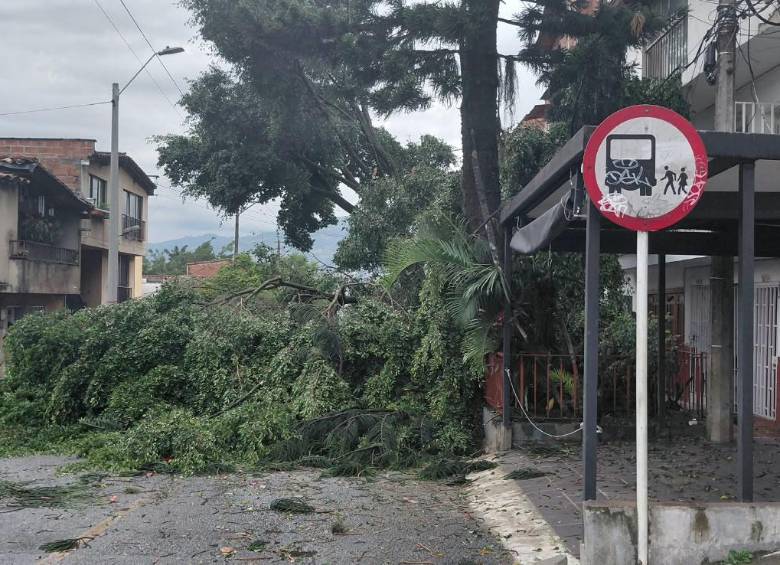 Este árbol se cayó en el barrio Villa Hermosa. FOTO: imagen tomada de redes