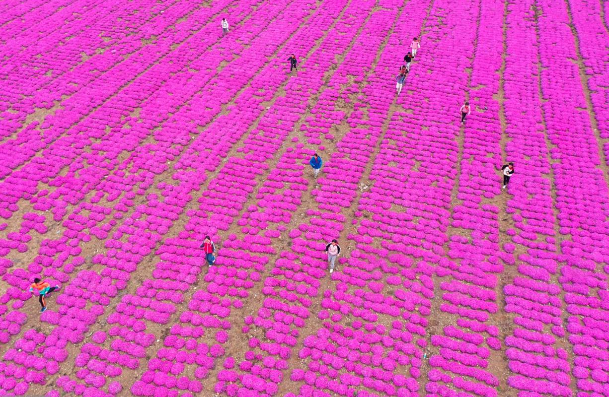 Los habitantes de esta provincia China mantienen sin maleza esta colorida exhibición para el disfrute de todos los visitantes. Foto: Getty