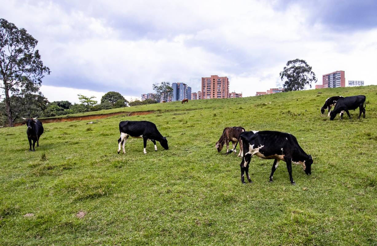 El lote ubicado en la avenida 34 en el barrio El Poblado es uno de los más grande que existen dentro de la zona urbana del Valle de Aburrá. FOTO: Jaime Pérez