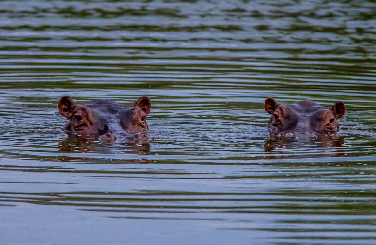 Hoy martes 15 de febrero se celebra el Día Mundial del Hipopótamo, con el que se busca dar a conocer y aprender un poco más sobre este animal considerado como el tercer mamífero más grande de la Tierra, después del elefante africano y la ballena azul. Foto: Juan Antonio Sánchez 