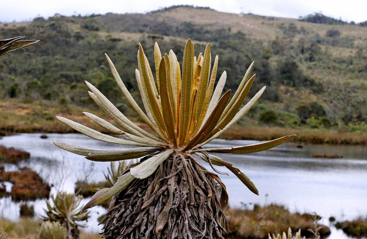 En el páramo de Belmira se encuentran frailejones y pastizales con vegetación boscosa de alta montaña. Foto: Juan Antonio Sánchez