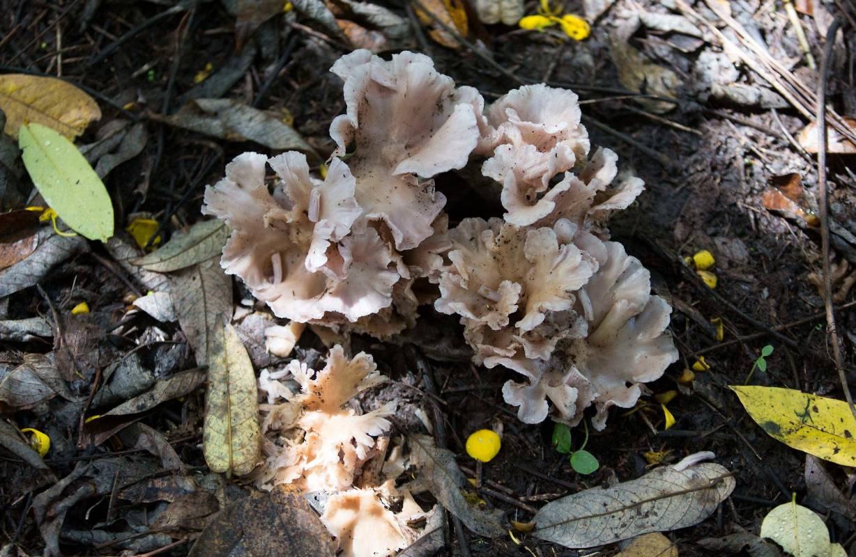 Existe una gran diversidad de flora nativa. Foto: Manuel Saldarriaga Quintero.
