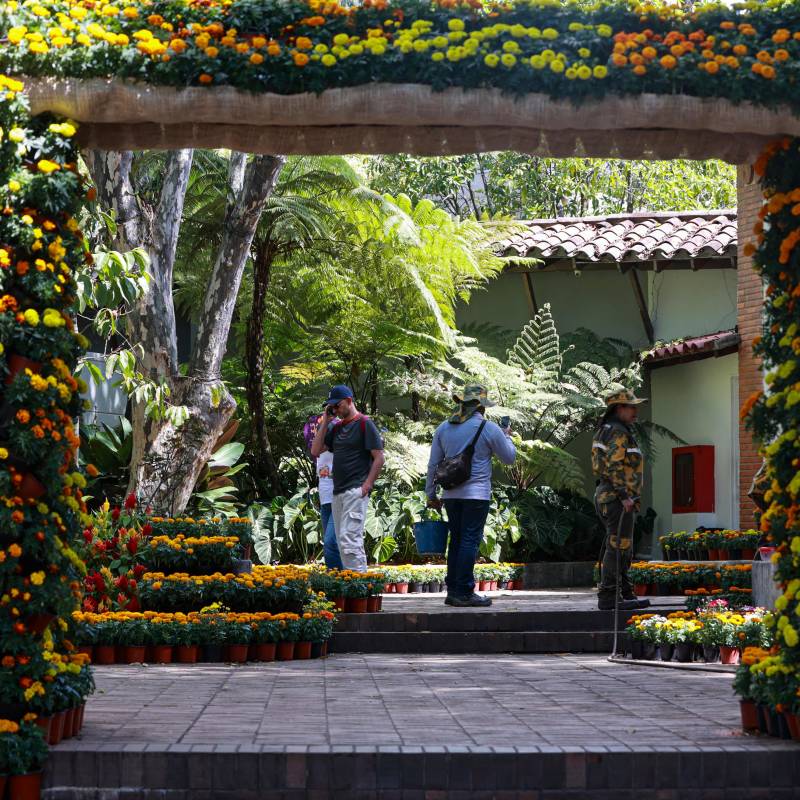 El Jardín Botánico de Medellín inauguró su primer jardín efímero inspirado en el Día de los Muertos. FOTO Manuel Saldarriaga