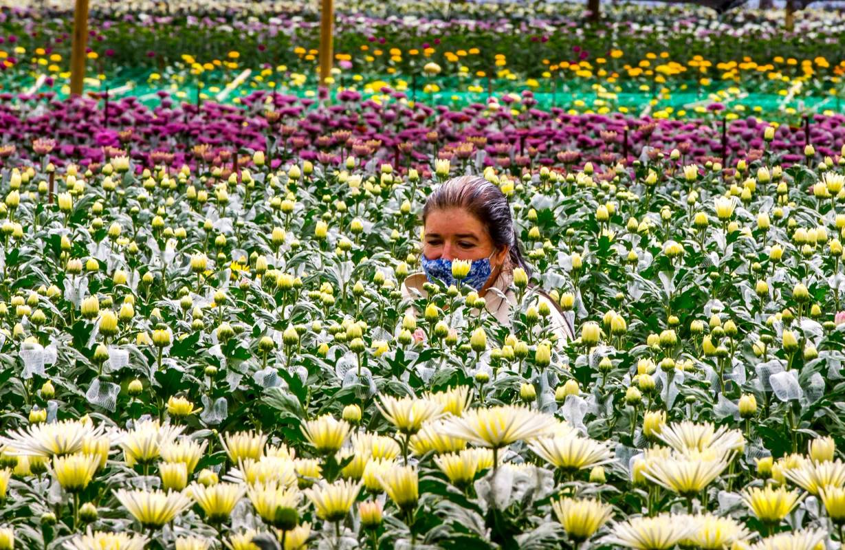 Este día es uno de los picos más altos en venta que tienen los floricultores y para exportar tuvieron que cumplir las exigentes medidas de bioseguridad establecidas por pandemia. Foto Juan Antonio Sánchez Ocampo