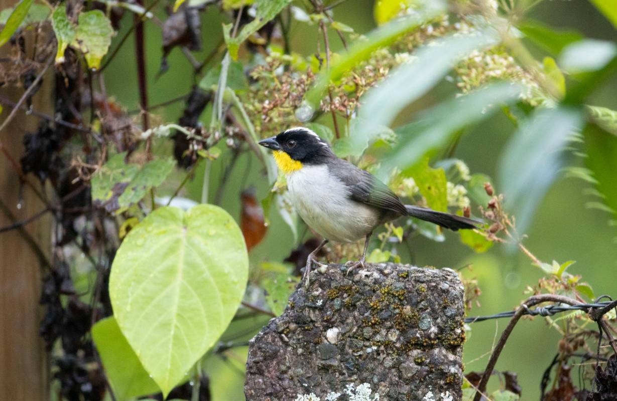 Gorrion Montés (Atlapetes albinucha) Foto : Edwin Bustamante
