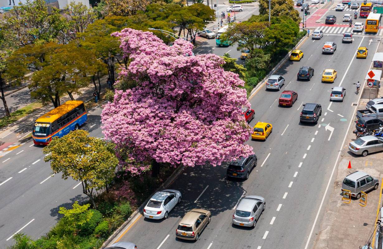 Guayacán florecido en uno de los separadores viales de la Avenida San Juan con carrera 65. Foto: Manuel Saldarriaga 