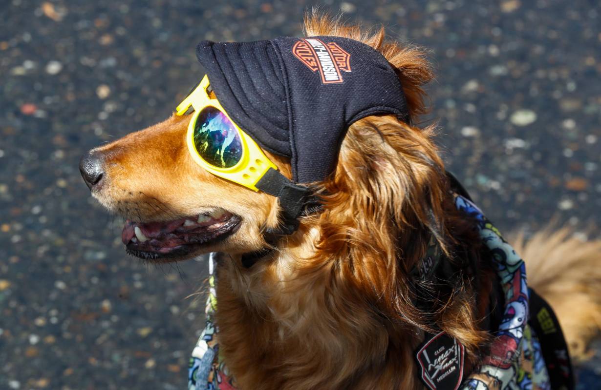 Este evento en el 2007 fue reconocido con el récord guinness por haber reunido la mayor cantidad de personas y mascotas en un mismo espacio: 250.000 animales y 1.000.000 de seres humanos. Foto: MANUEL SALDARRIAGA QUINTERO.