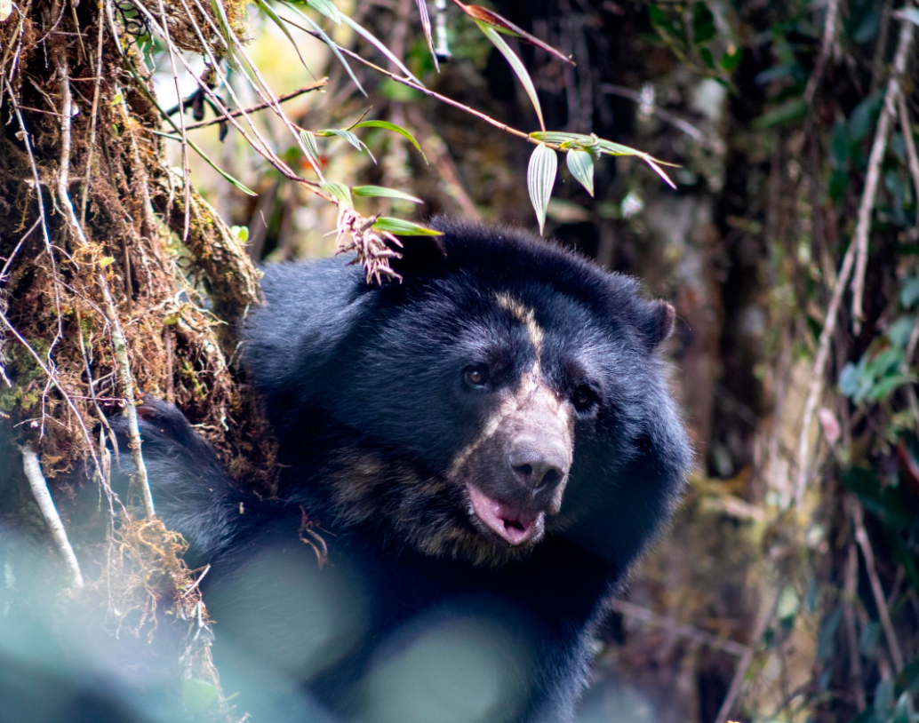 El oso andino, también conocido oso de anteojos es considerado un en estado vulnerable según la Unión Internacional para la Conservación de la Naturaleza. Foto Parques Nacionales Naturales. 