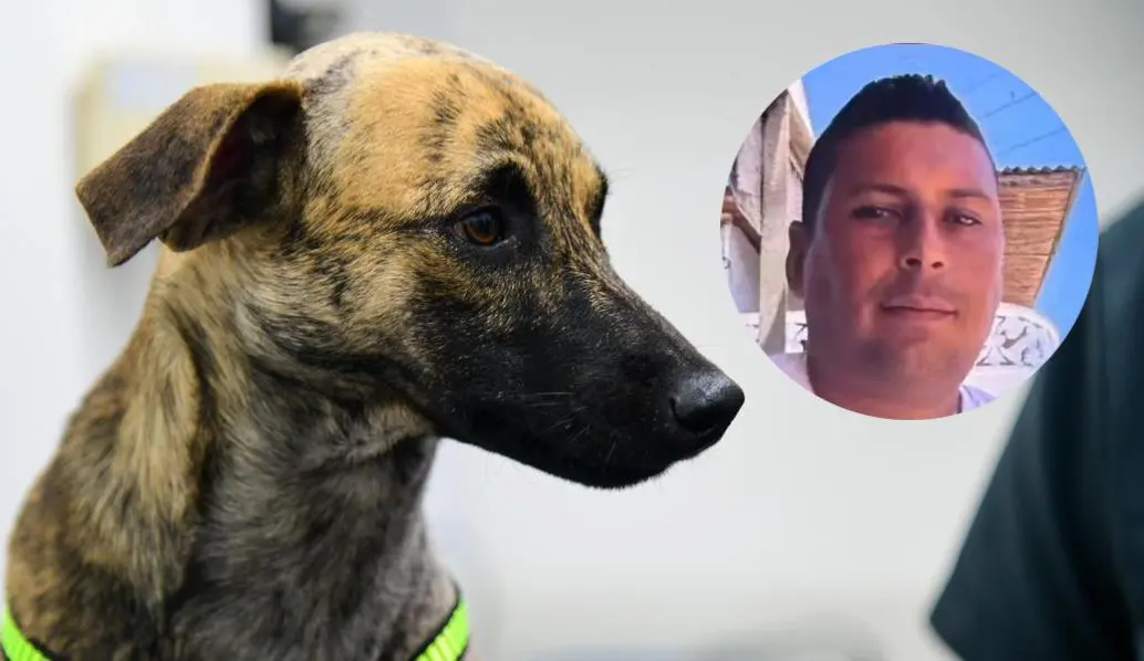 El agresor de Bizcocho, lo habría golpeado con un látigo, causándole secuelas neurológicas y de tipo comportamental. FOTO: Cortesía Gobernación de Antioquia