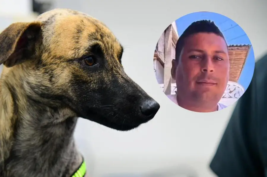 El agresor de Bizcocho, lo habría golpeado con un látigo, causándole secuelas neurológicas y de tipo comportamental. FOTO: Cortesía Gobernación de Antioquia