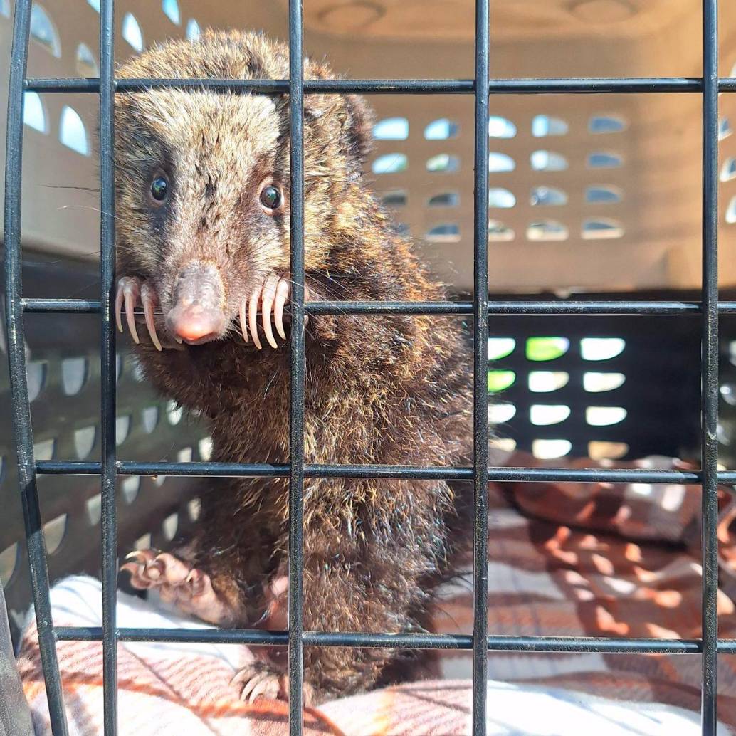 En la imagen una cría de coatí que perdió a su madre y fue rescatada tras ser atacada por perros en el Norte de Antioquia. FOTO: CORANTIOQUIA