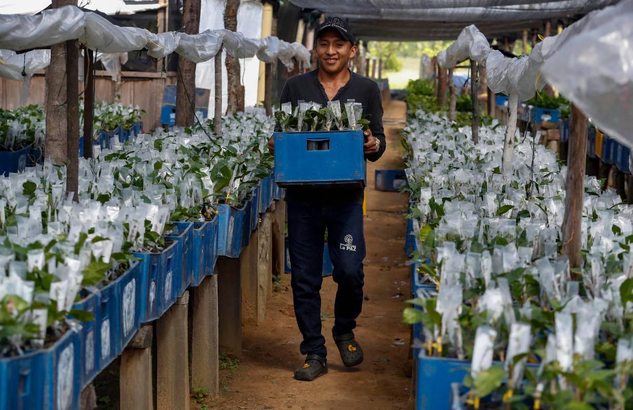 Productores esperan para el año 2030 pasar a 100.000 hectáreas sembradas. Foto: Manuel Saldarriaga Quintero.