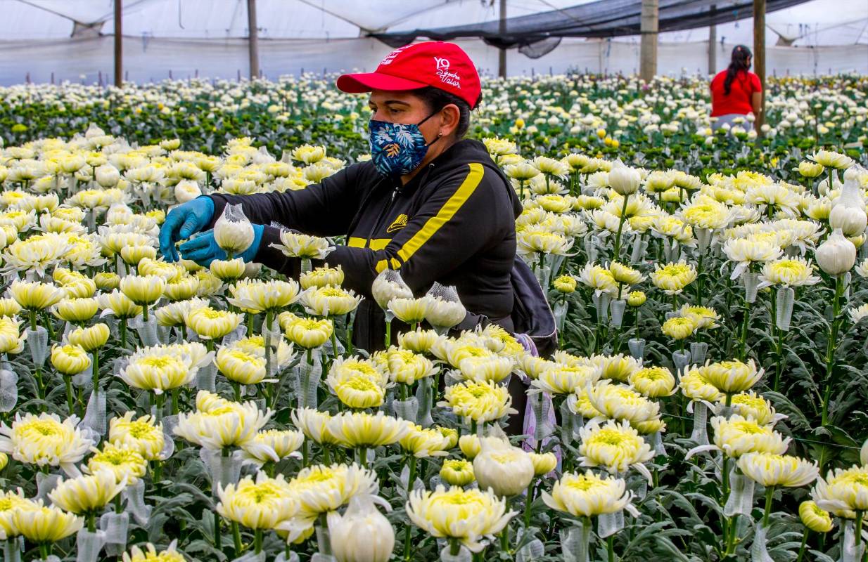 Este día es uno de los picos más altos en venta que tienen los floricultores y para poder exportar tuvieron que cumplir las exigentes medidas de bioseguridad establecidas por pandemia. Foto Juan Antonio Sánchez Ocampo