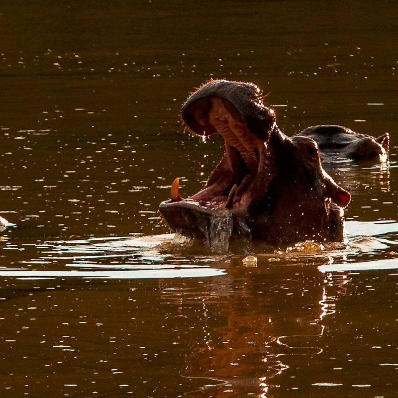 La esterilización quirúrgica de los hipopótamos fracasó en el Magdalena Medio por diversas situaciones y continúa su proliferación. FOTO CAMILO SUÁREZ 