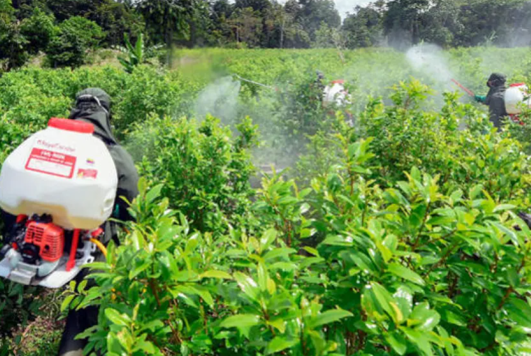 El inicio de las operaciones de aspersión terrestre con glifosato está programado para este mes en Argelia, Cauca. FOTO: AFP