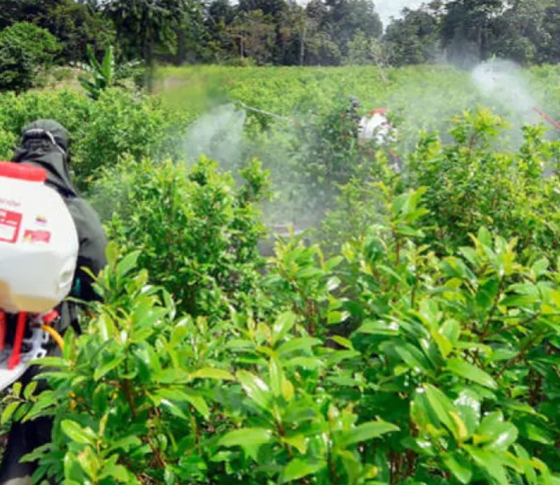 El inicio de las operaciones de aspersión terrestre con glifosato está programado para este mes en Argelia, Cauca. FOTO: AFP