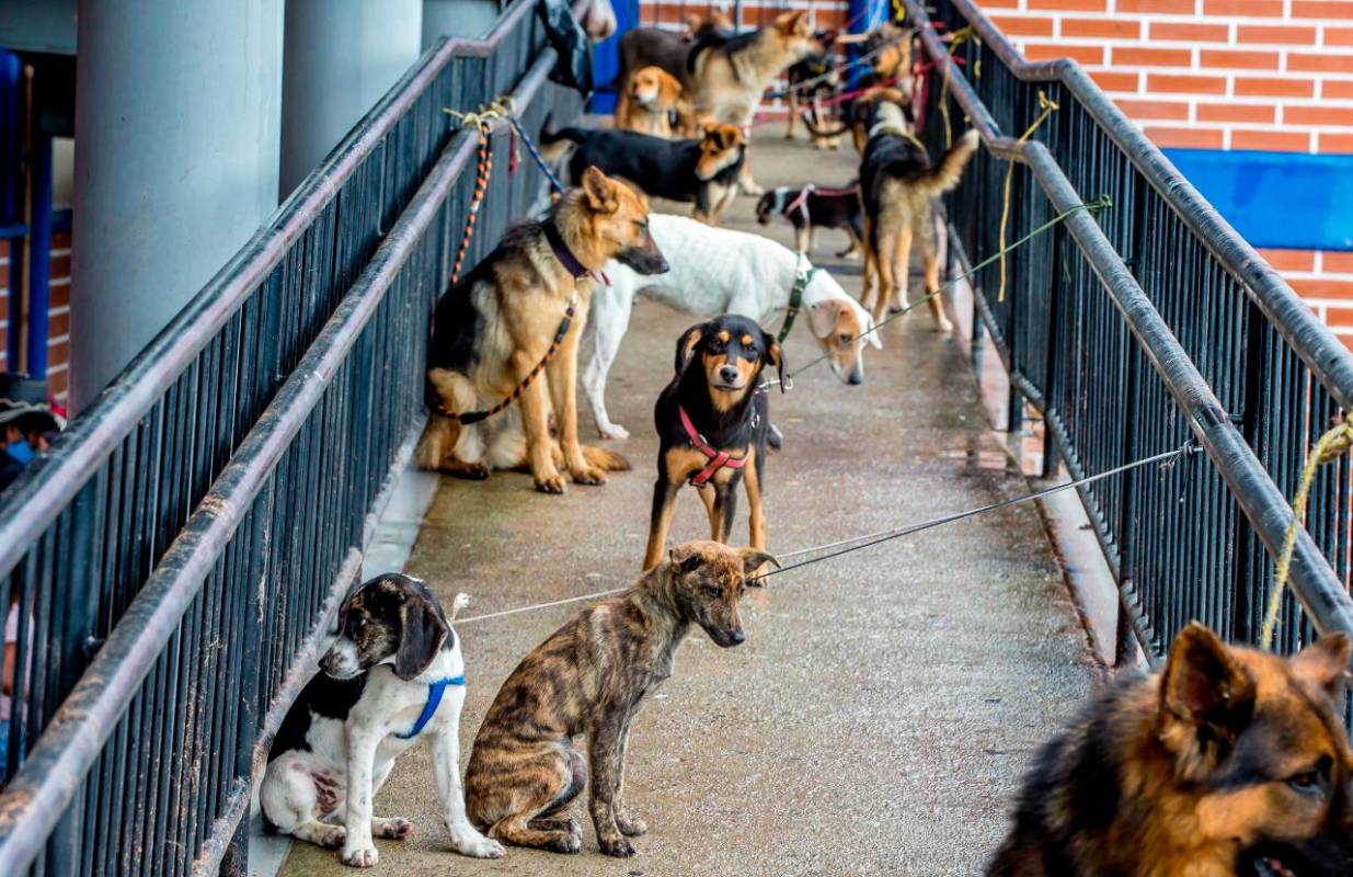 Gracias a la intervención de Granja huellas perfectas, a cargo de Luz Dary Mejía y su esposo Leonardo Sáenz, se construyó un albergue donde serán atendidos transitoriamente los animales. Fotos Juan Antonio Sánchez Ocampo