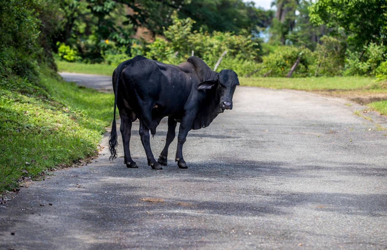 El ganado también aprovecha el poco paso de vehículos para caminar y descansar en plena vía. Foto Juan Antonio Sánchez Ocampo