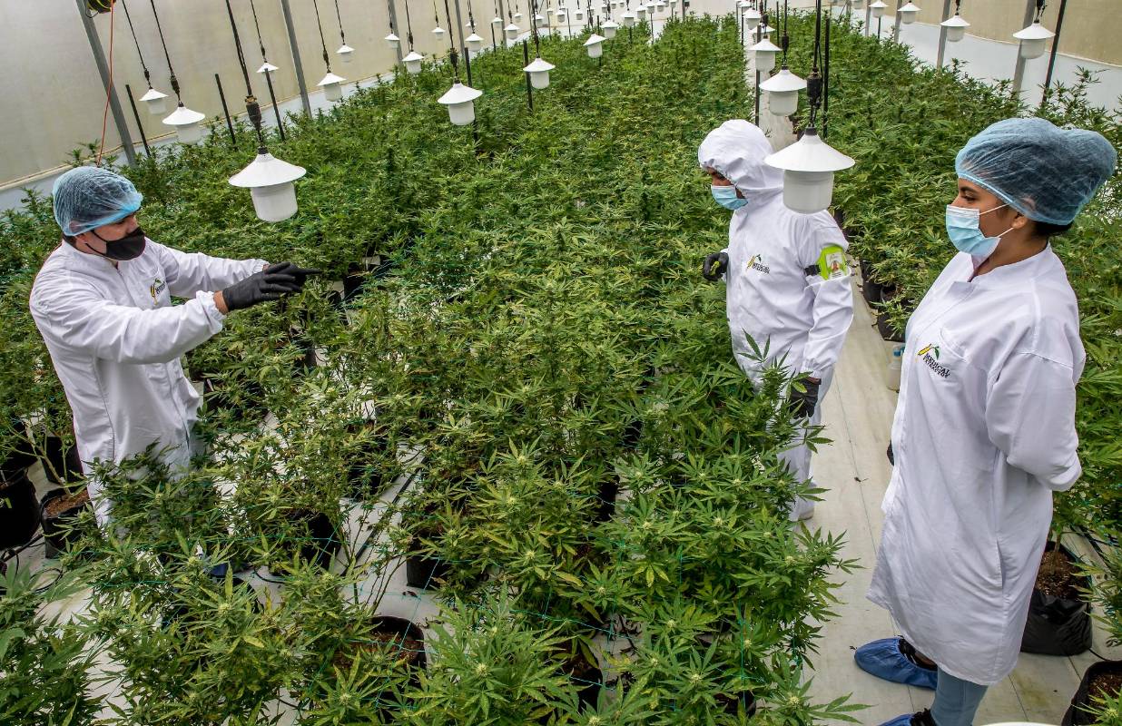 Colombia busca vender US$50 millones de este producto. Foto: Juan Antonio Sánchez