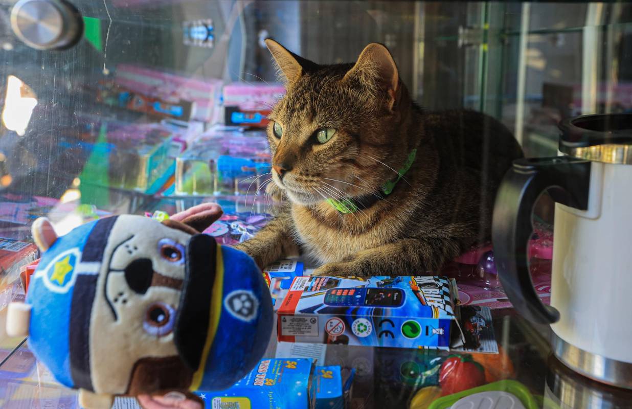También le gusta visitar un almacén de variedades, donde duerme en las vitrinas como un peluche en venta. Foto: Manuel Saldarriaga Quintero.