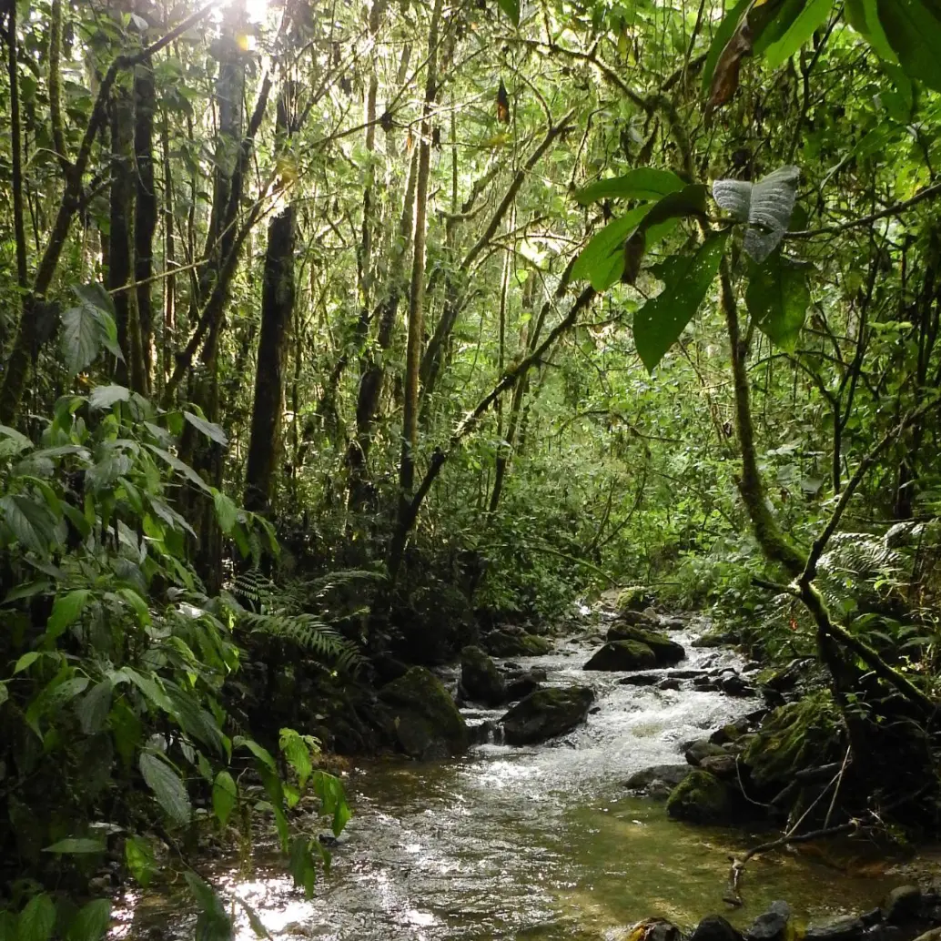 Con el pago por servicios ambientales el Distrito busca impulsar la preservación de los ríos y quebradas. FOTO: Cortesía Alcaldía