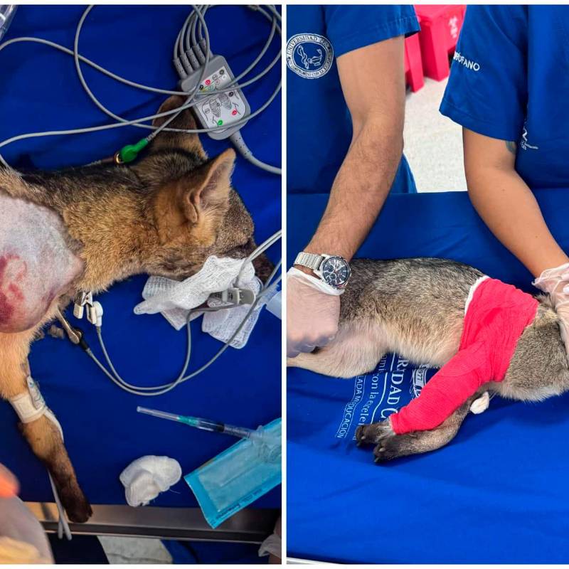El animal fue atropellado en Barbosa y trasladado por los bomberos hacia el centro de atención de fauna silvestre, donde lo sometieron a una cirugía. FOTOS: Cortesía AMVA