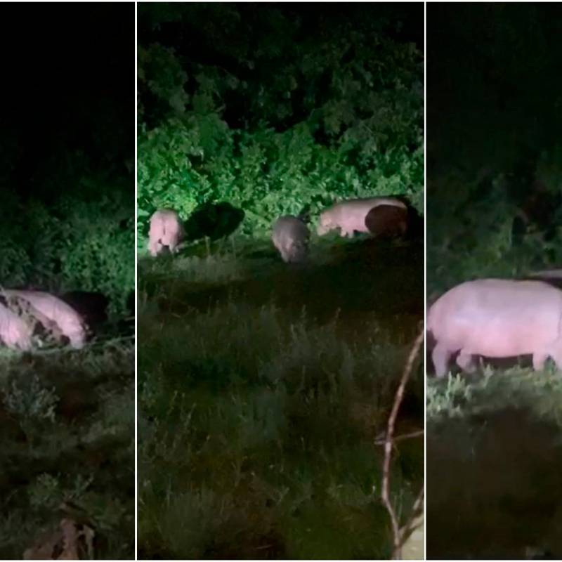 Al menos siete hipopótamos fueron avistados en los últimos días en Doradal. FOTOS Captura de video cortesía