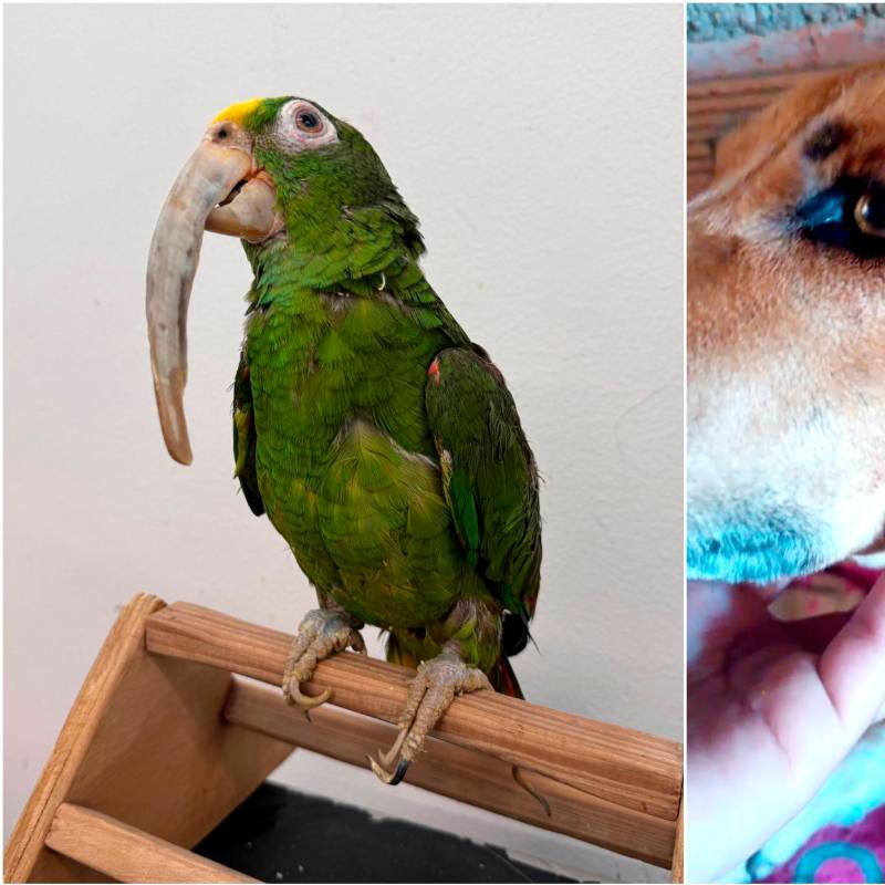 La lora frentiamarilla tiene deformidades debido al prolongado encierro y el perro fue herido con el arma blanca por un hombre que capturaron. FOTOS Cortesía Amva y Policía Antioquia
