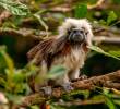 En Colombia, como lo reseña la Asociación Primatológica Colombiana de las 38 especies presentes, hay 21 amenaza. FOTO Cortesía Instotu Humboldt.
