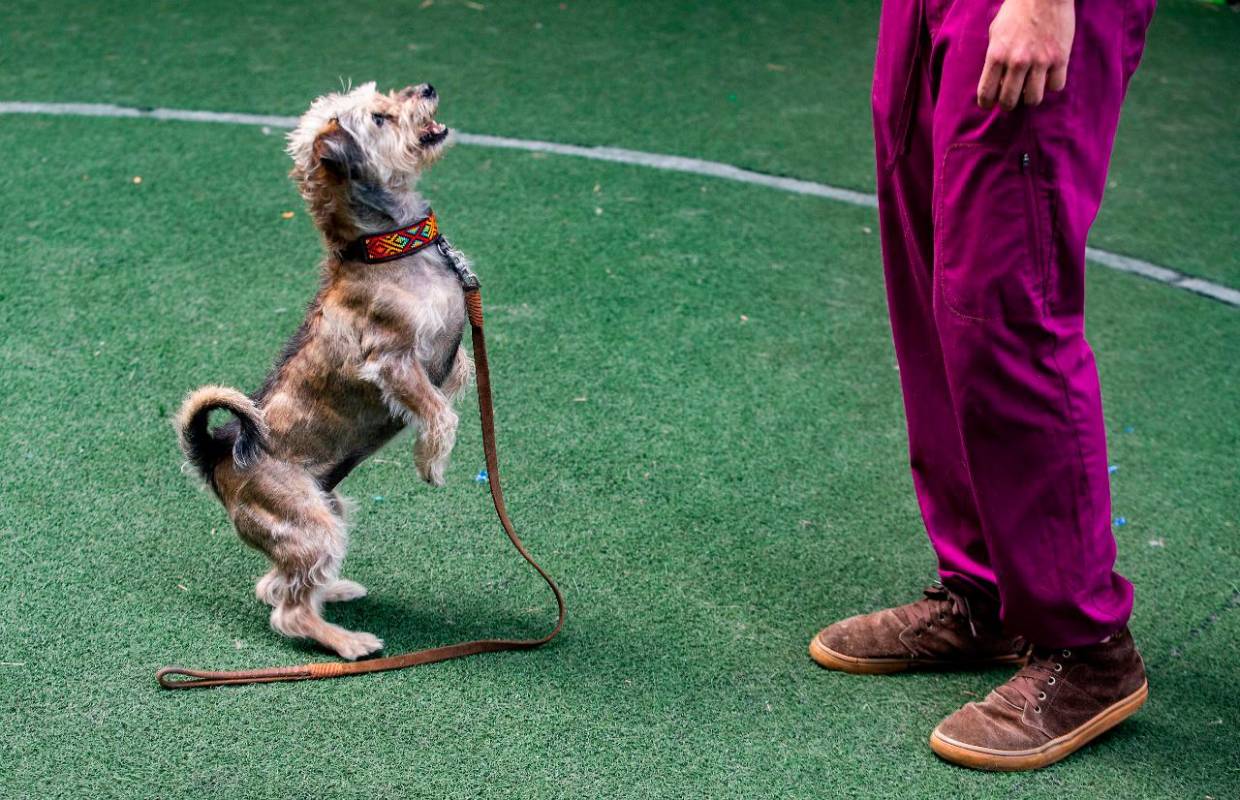 La ciudad acogió con terapia asistida con animales como política publica para recuperar pacientes en hospitales. Fotos: Manuel Saldarriaga