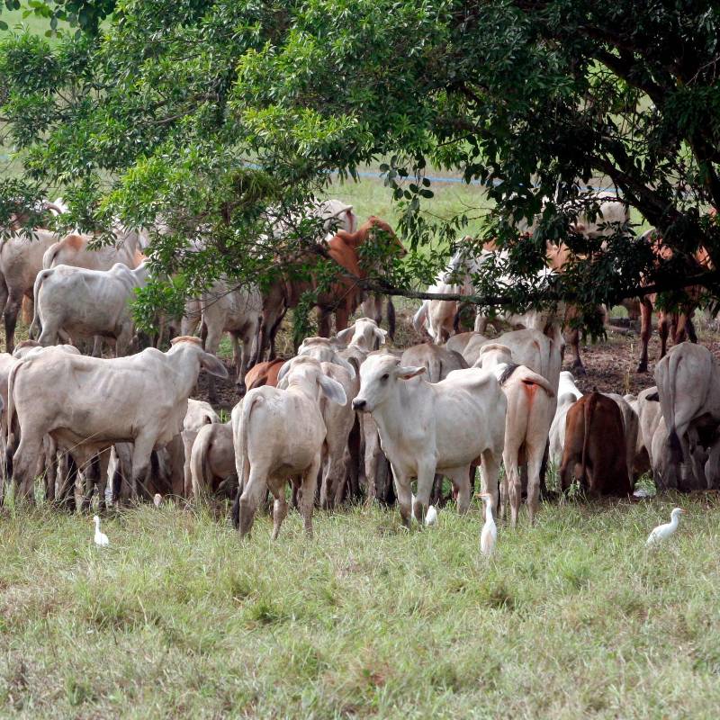 El Gobierno Nacional busca reducir el precio del ganado en pie para contener el alza en la carne. FOTO EL COLOMBIANO