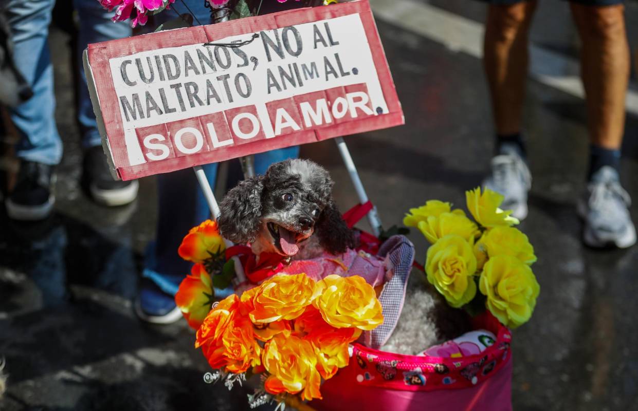 Se aprovecho el evento para mandar un mensaje de cuidado y responsabilidad social, porque a las mascotas hay que cuidarlas y protegerlas del maltrato. Foto: MANUEL SALDARRIAGA QUINTERO.