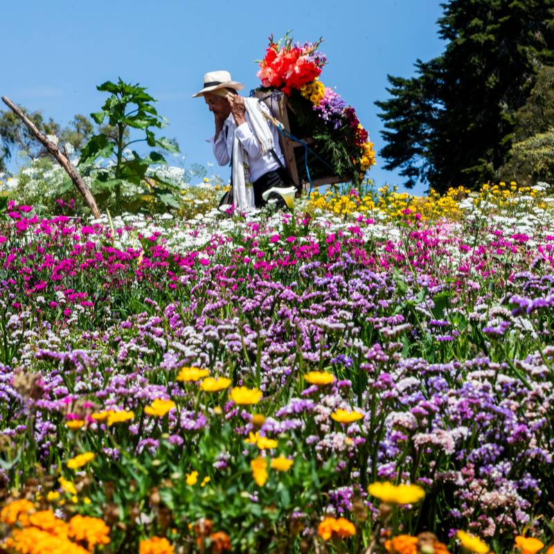 La feria de las flores irá del 31 de julio al 9 de agosto. FOTO Julio César Herrera