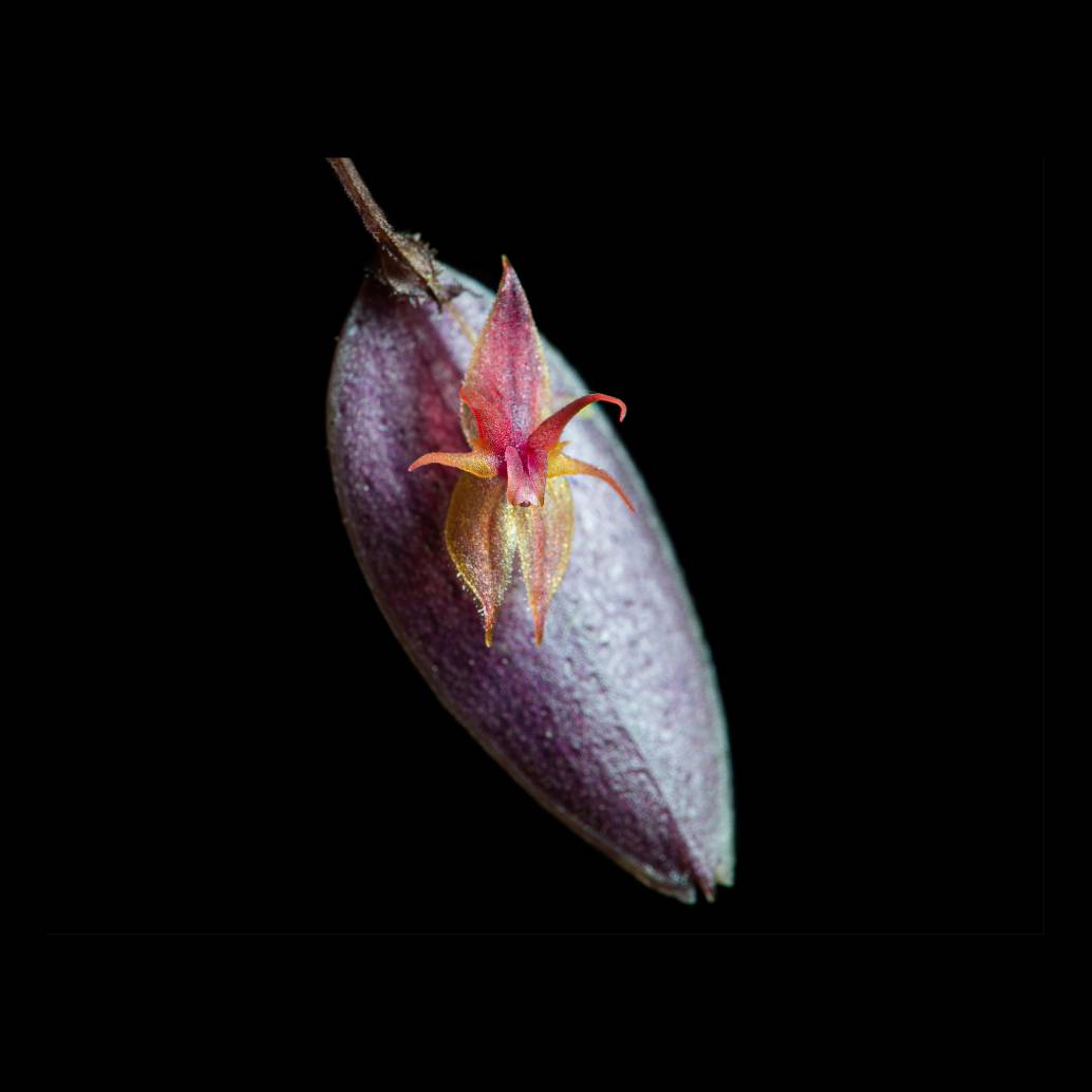 Detalle de la flor de <i>Lepanthes nasariana</i>, una orquídea descrita recientemente para la ciencia y cuya supervivencia depende de microhábitats altoandinos. FOTOS cortesía